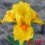 Iris : ALL IS BRIGHT