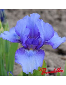 Iris lilliput : Blend Of Blue