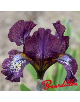 Iris lilliput: Chili Power