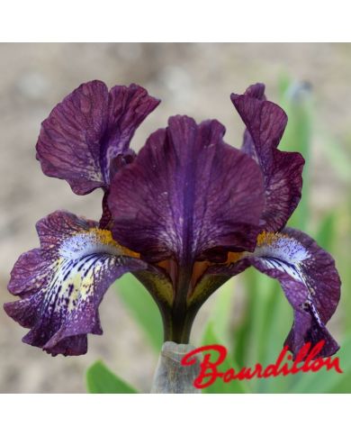 Iris : CHILI  POWDER