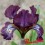 Iris : CHILI  POWDER