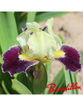 Iris lilliput : Coconino