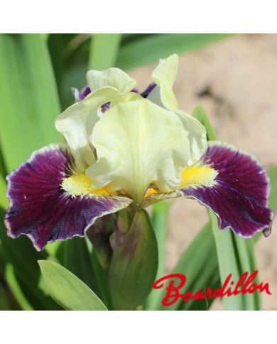 Iris : COCONINO