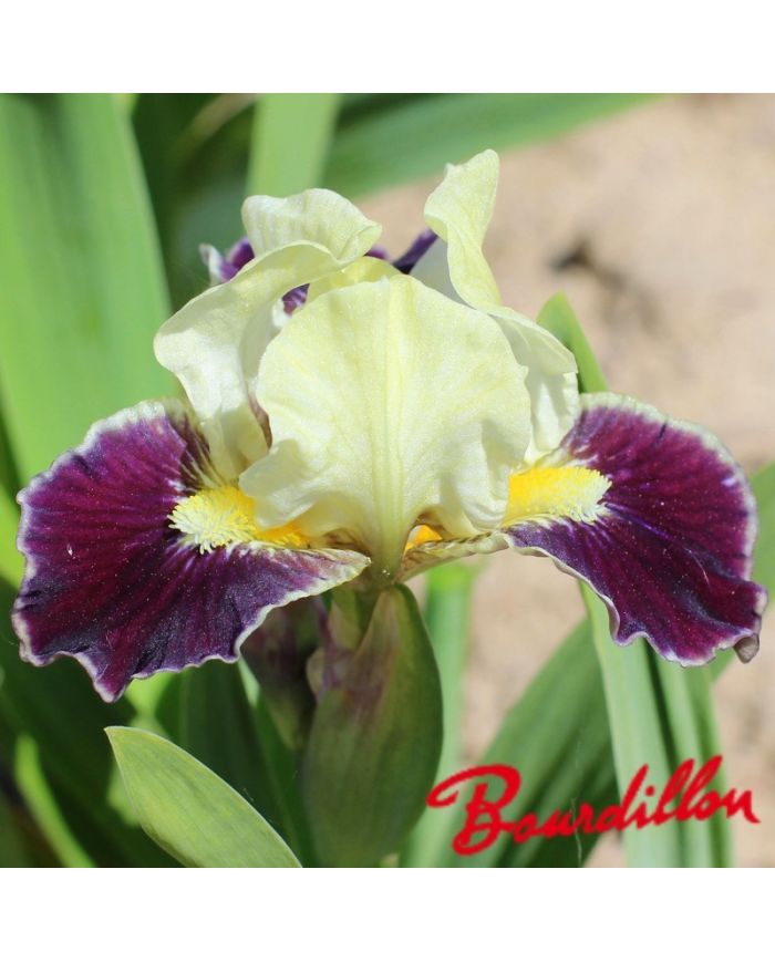 Iris : COCONINO
