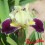 Iris : COCONINO