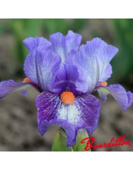 Iris lilliput : Electrifying