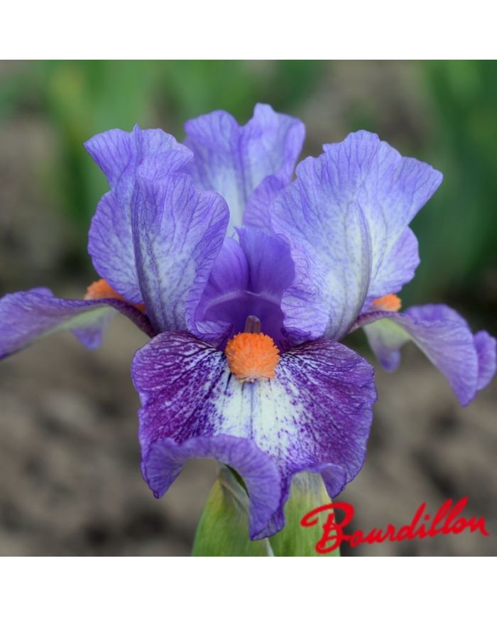 Iris : ELECTRIFYING