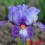 Iris : ELECTRIFYING