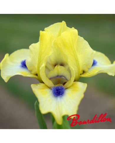 Iris : EXPERIMENT