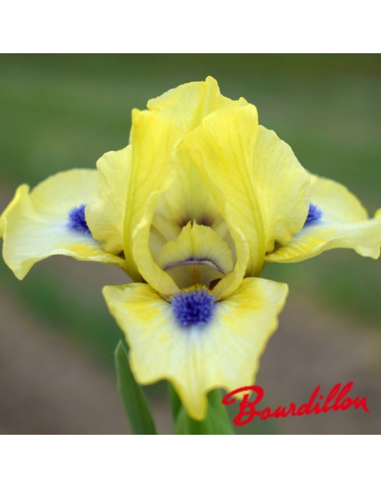 Iris lilliput : Experiment