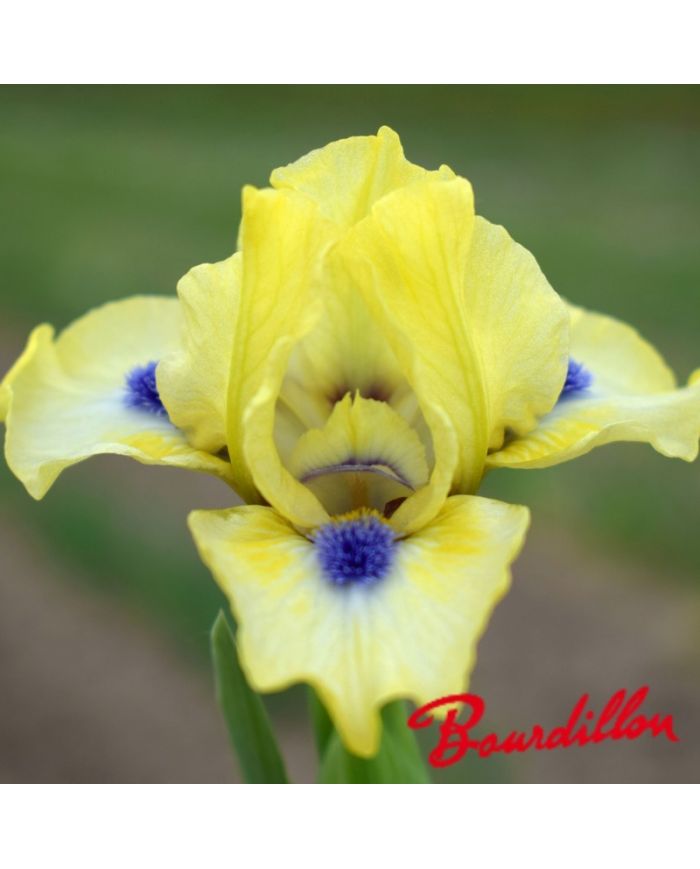 Iris : EXPERIMENT