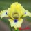 Iris : EXPERIMENT