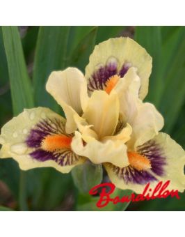 Iris lilliput : Fingertips