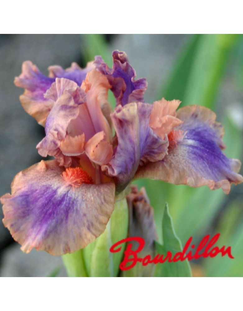 Iris lilliput : Love Spell