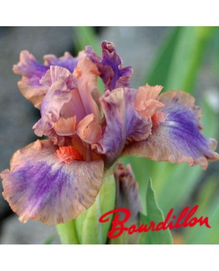 Iris : LOVE SPELL