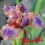 Iris : LOVE SPELL