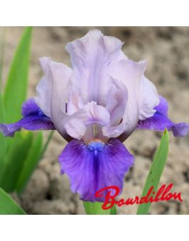 Iris lilliput : Pause