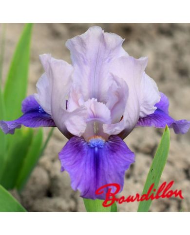 Iris : PAUSE