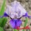 Iris : PAUSE