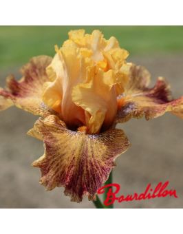 Iris de bordure : Wild