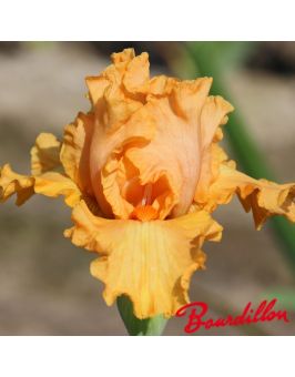 Iris de bordure : Orange Pop