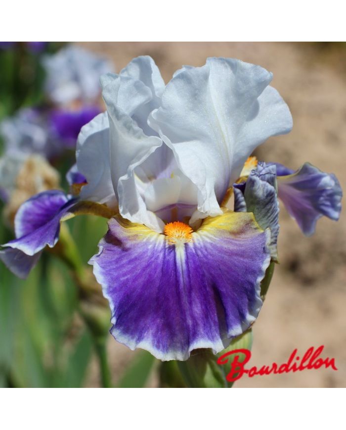Iris : DAZZLING