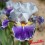 Iris : DAZZLING