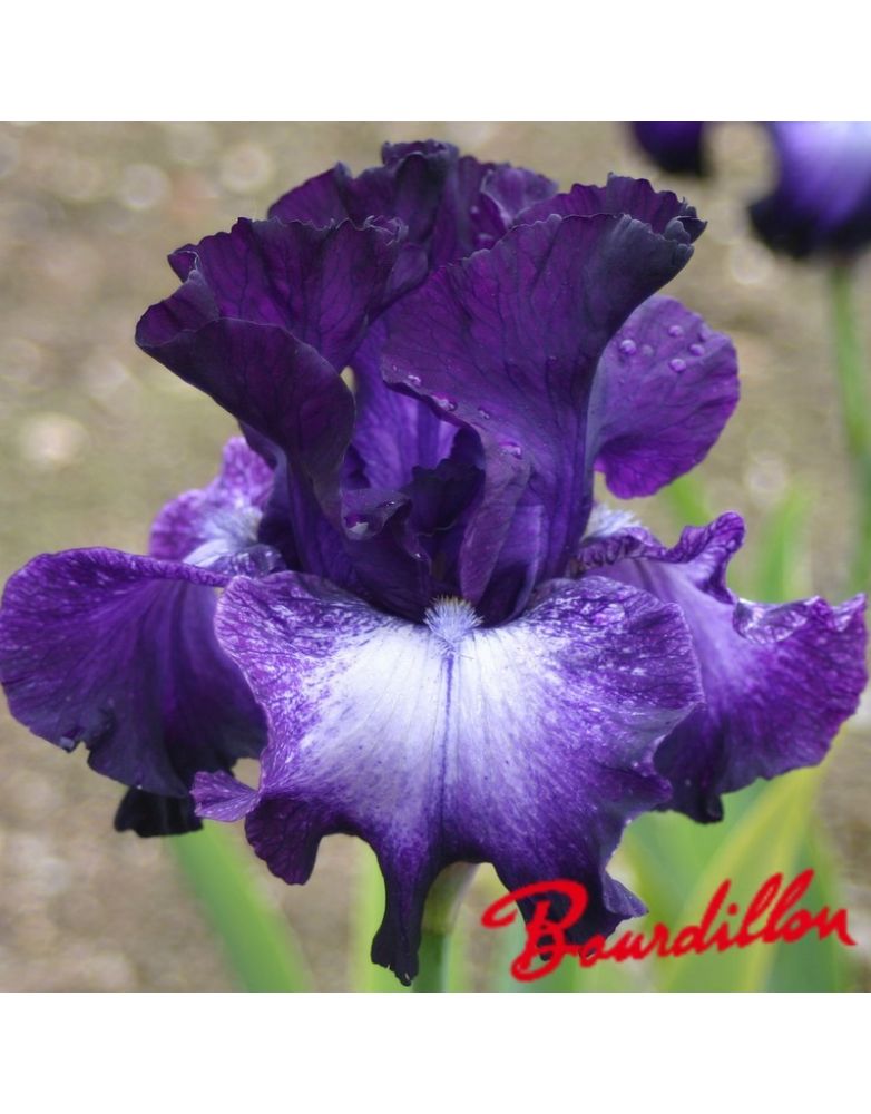 Iris intermédiaire  : Chicolodenn