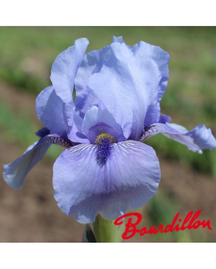 Iris : JE M'APPELLE REVIENS