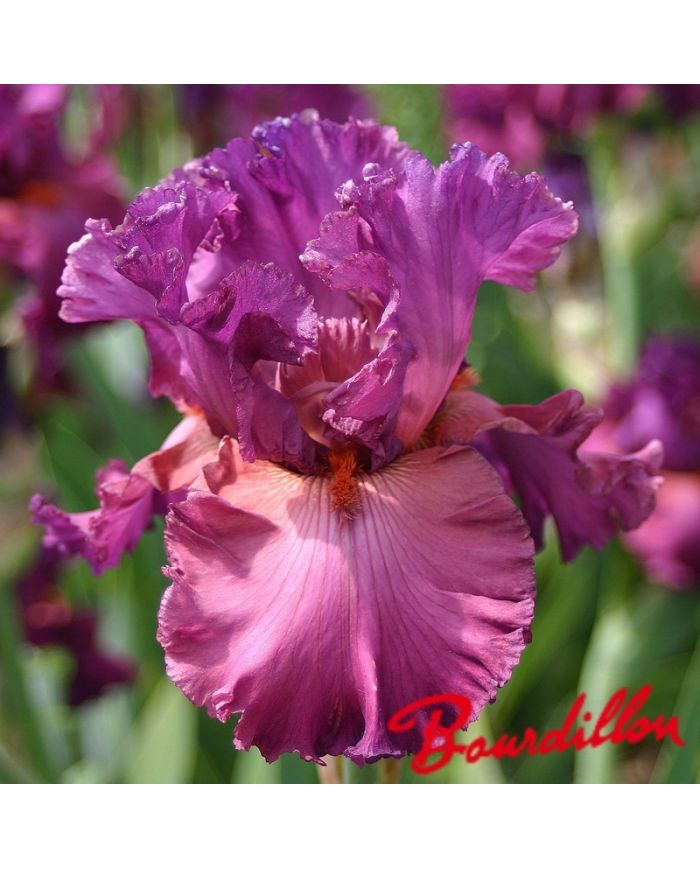 Iris : FASHIONABLY LATE