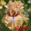Iris : AMBER ESSENCE
