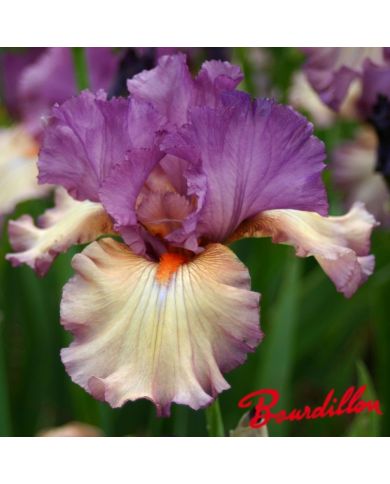 Iris : Dandy  Candy