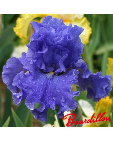 Iris : MERCHANT MARINE