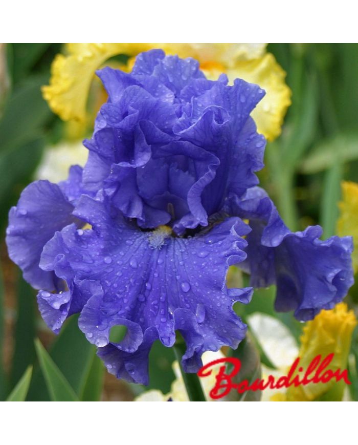 Iris : MERCHANT MARINE