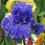 Iris : MERCHANT MARINE