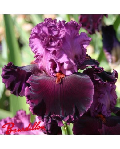 Iris : UP IN FLAMES