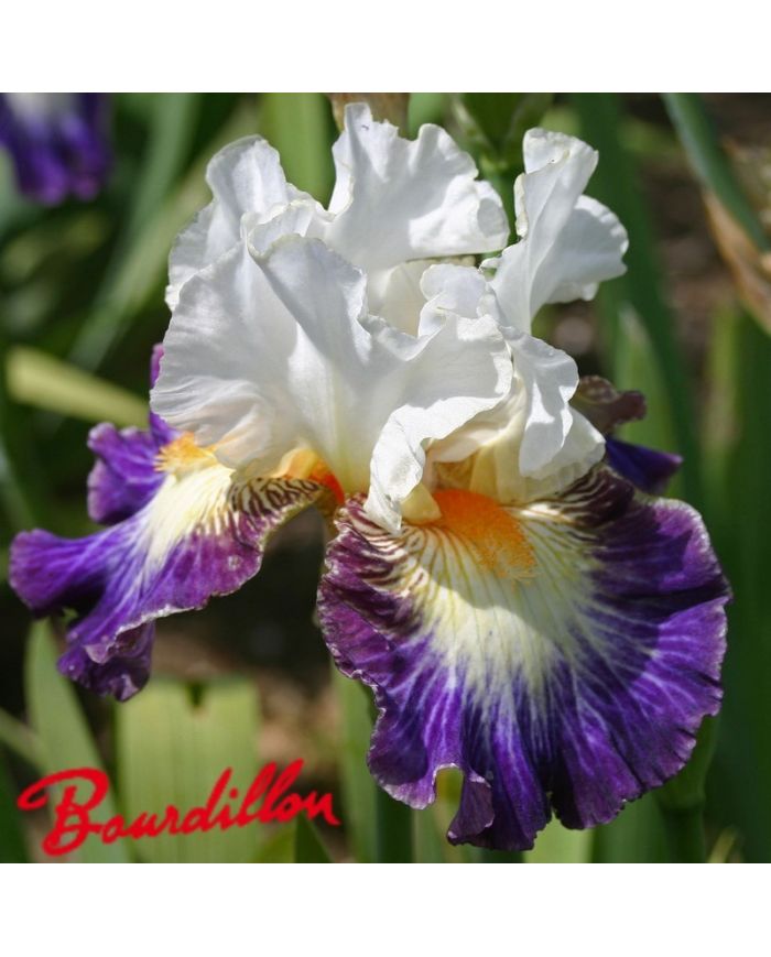Iris : BOULEVARD JAZZ