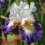 Iris : BOULEVARD JAZZ