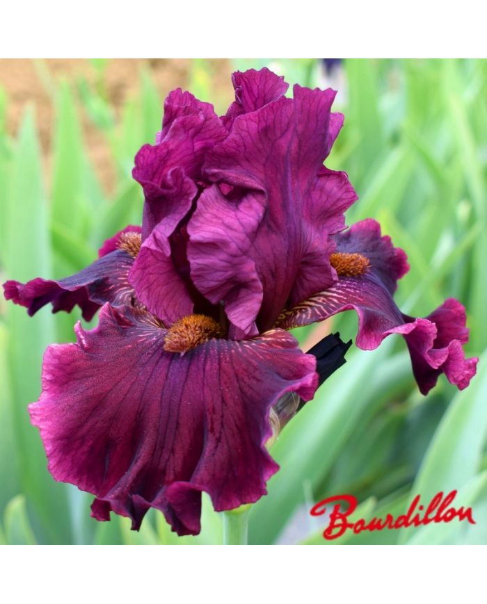 Iris : OBSESSED