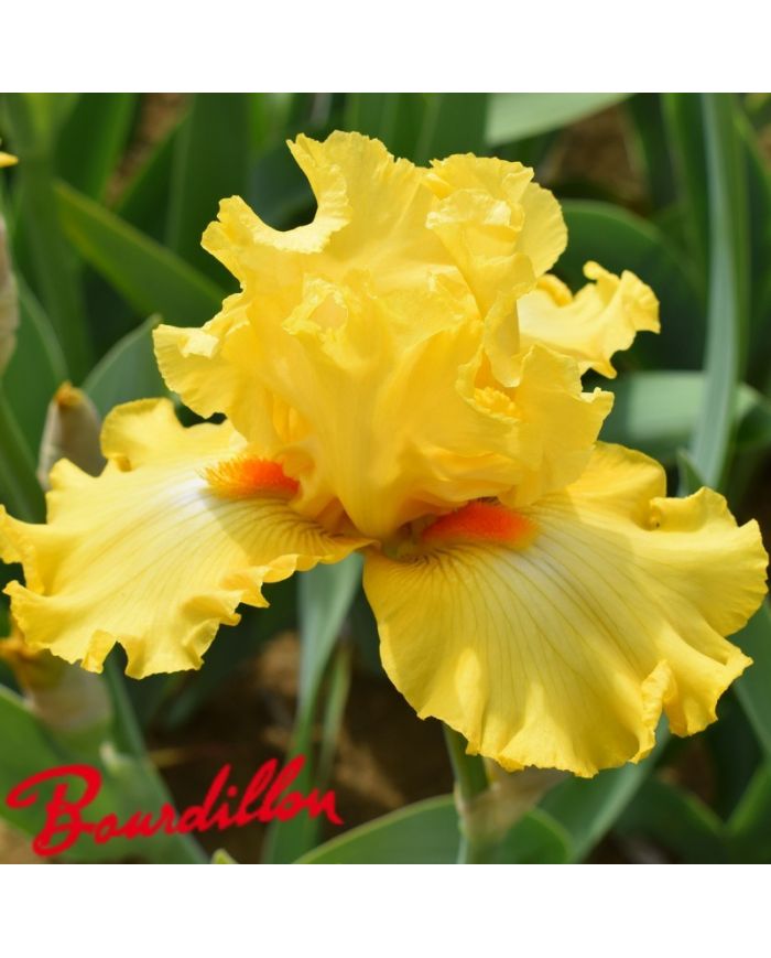 Iris : DANCE TILL DAWN