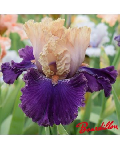 Iris : PUFF THE MAGIC