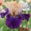 Iris : PUFF THE MAGIC