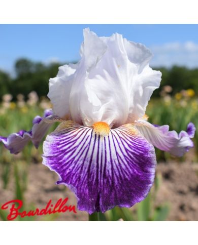 Iris :CROW'S FEET