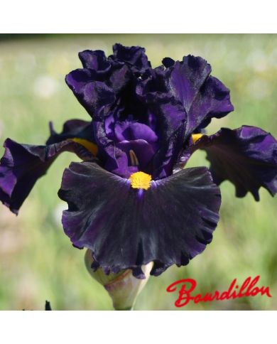 Iris : LADY OF THE NIGHT