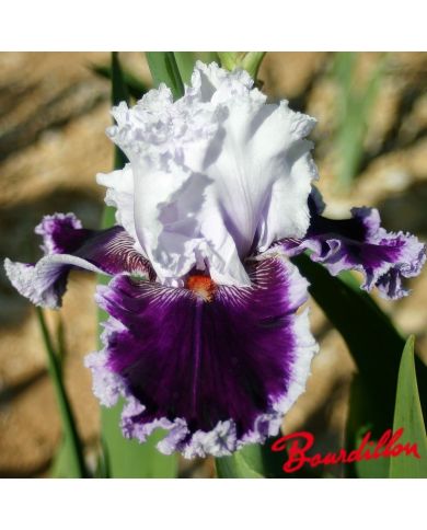 Iris : DARING DECEPTION