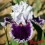 Iris : DARING DECEPTION