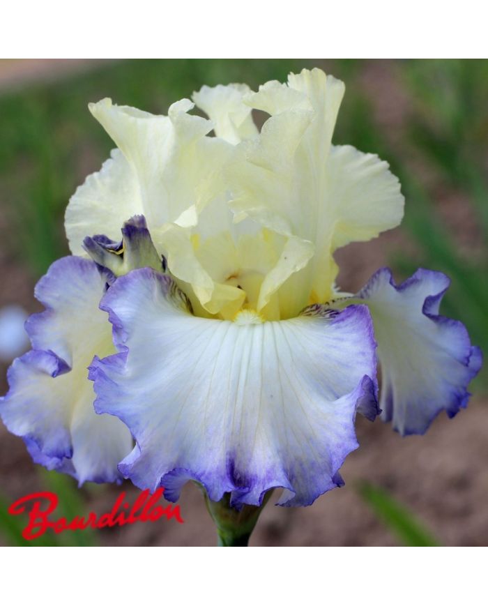 Iris : BOUNDLESS