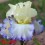 Iris : BOUNDLESS