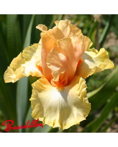 Iris : CHARIOT OF FIRE