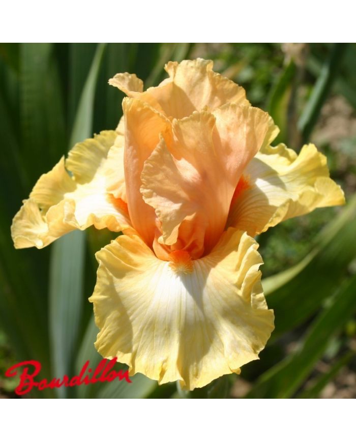 Iris : CHARIOT OF FIRE